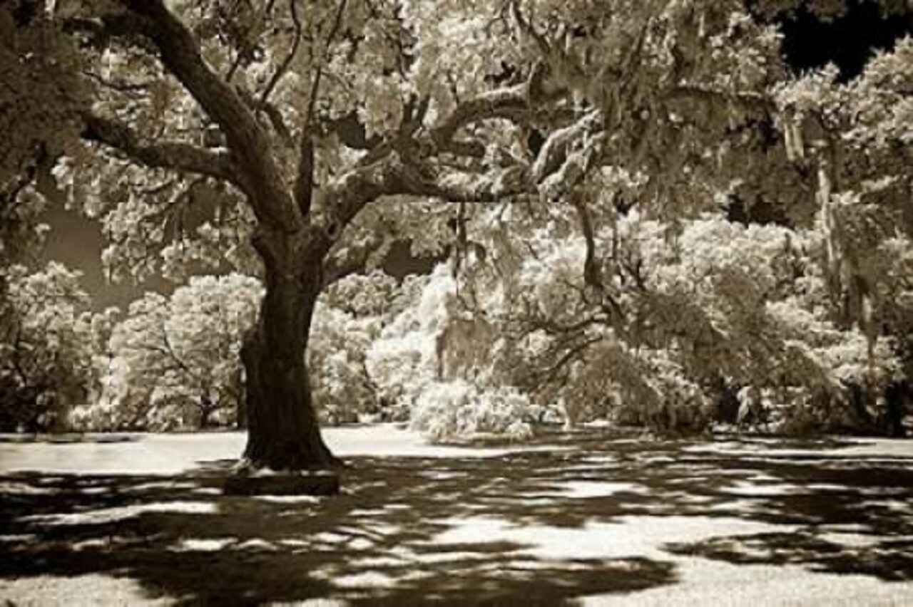 Ancient Sentinel Poster Print by Alan Hausenflock - Item # VARPDXPSHSF1907